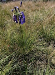 Agapanthus inapertus