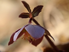 Helleborus purpurascens