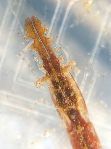 slender coastal shrimp