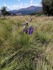 Agapanthus inapertus