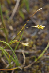Carex capillaris