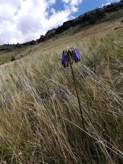 Agapanthus inapertus
