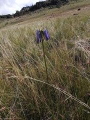 Agapanthus inapertus