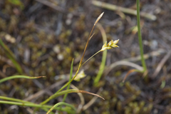 Carex capillaris