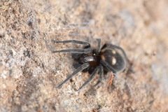 Titanoeca quadriguttata