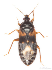 Lyctocoris dimidiatus