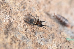 Titanoeca quadriguttata