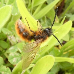 Dasyscolia ciliata