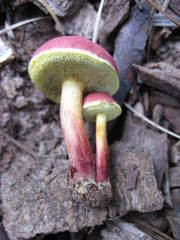 Boletus fraternus