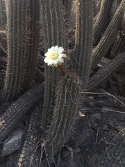 Haageocereus acranthus