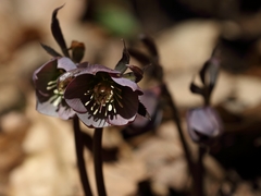 Helleborus purpurascens