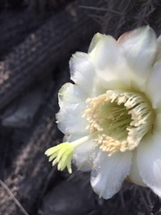 Haageocereus acranthus