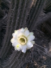 Haageocereus acranthus