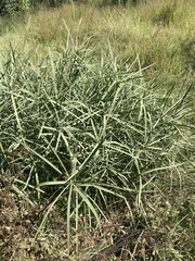 Cyperus sexangularis