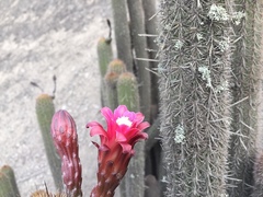 Haageocereus pseudomelanostele