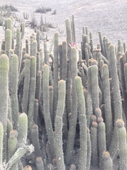 Haageocereus pseudomelanostele