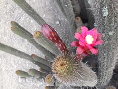 Haageocereus pseudomelanostele