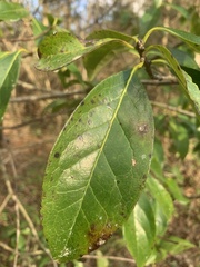 Symplocos tinctoria image