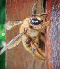 Xylocopa tranquebarica