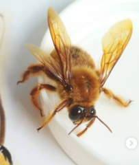 Xylocopa tranquebarica