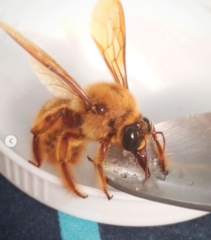 Xylocopa tranquebarica