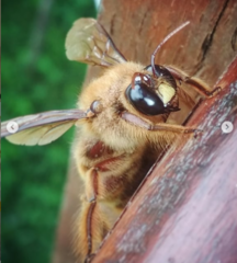 Xylocopa tranquebarica