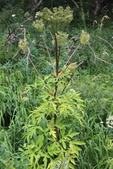 Agasyllis latifolia