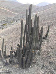 Haageocereus acranthus