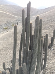 Haageocereus acranthus