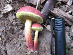 Boletus fraternus
