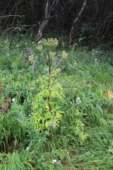 Agasyllis latifolia