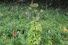 Agasyllis latifolia