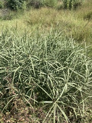 Cyperus sexangularis