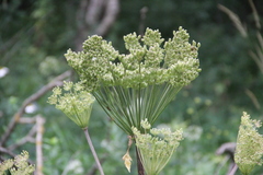 Agasyllis latifolia