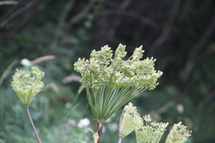 Agasyllis latifolia