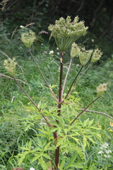 Agasyllis latifolia