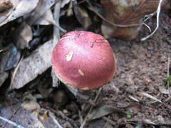 Boletus fraternus