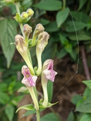 Scutellaria scandens