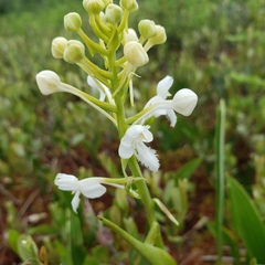 Platanthera blephariglottis blephariglottis