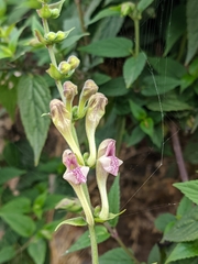 Scutellaria scandens