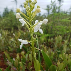 Platanthera blephariglottis blephariglottis