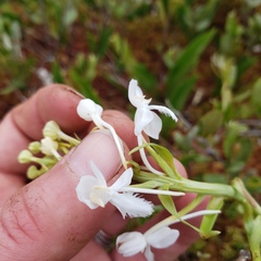 Platanthera blephariglottis blephariglottis