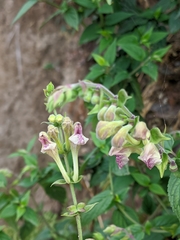 Scutellaria scandens