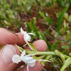 Platanthera blephariglottis blephariglottis