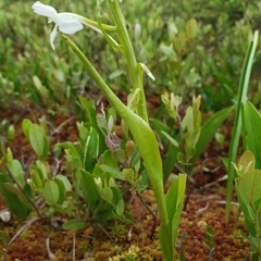 Platanthera blephariglottis blephariglottis