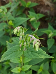 Scutellaria scandens