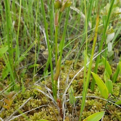 Platanthera blephariglottis blephariglottis