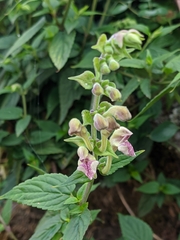 Scutellaria scandens