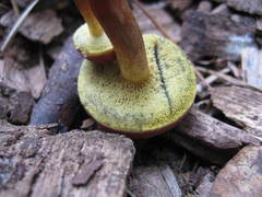 Boletus fraternus