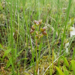 Platanthera blephariglottis blephariglottis